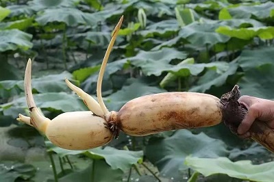 華逸府聯(lián)手湖北洪湖藕、江永芋頭，為您帶來健康原生態(tài)食材